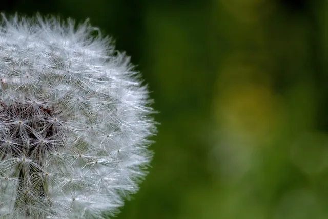 Bauloise
